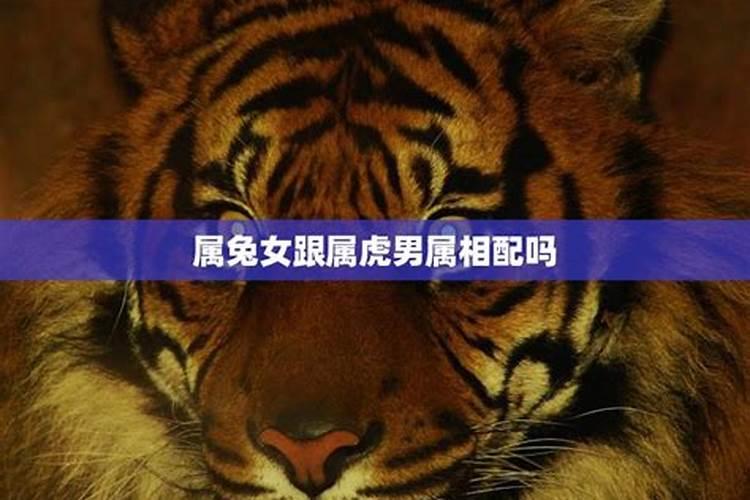 属兔的女人跟属虎的男人在一起会怎样