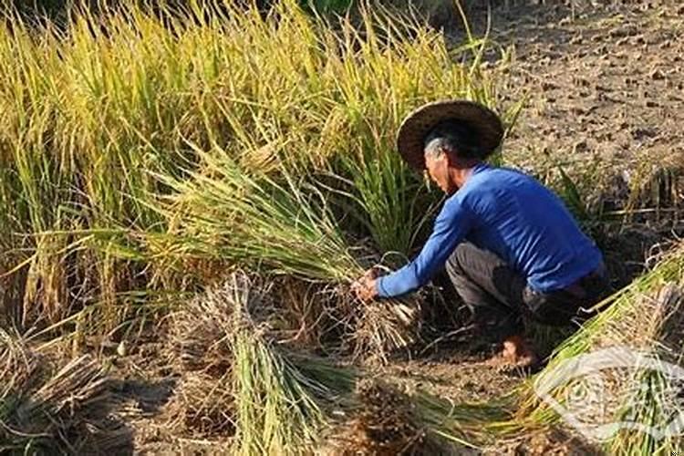 梦见割稻子是什么意思刀很快