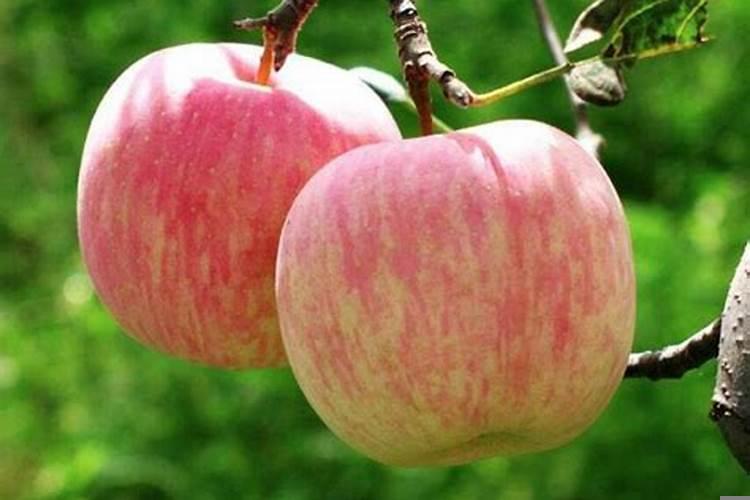 女人梦见吃大红苹果