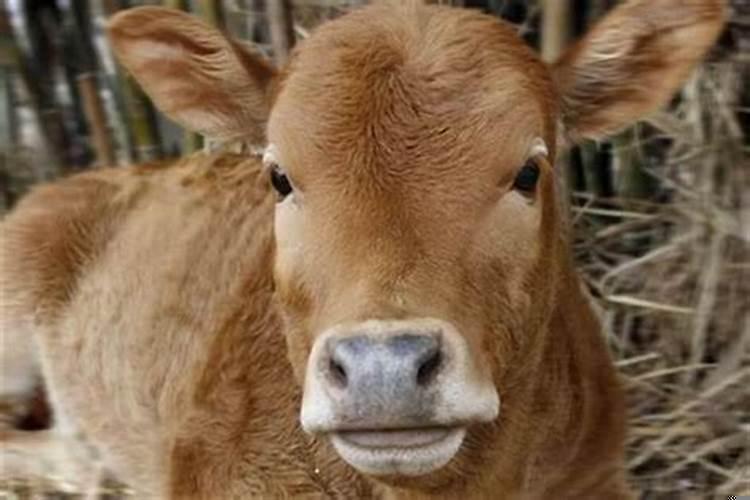 什么颜色的牛好卖