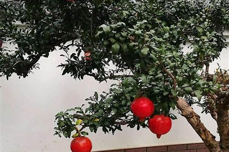 本命年怎样开运