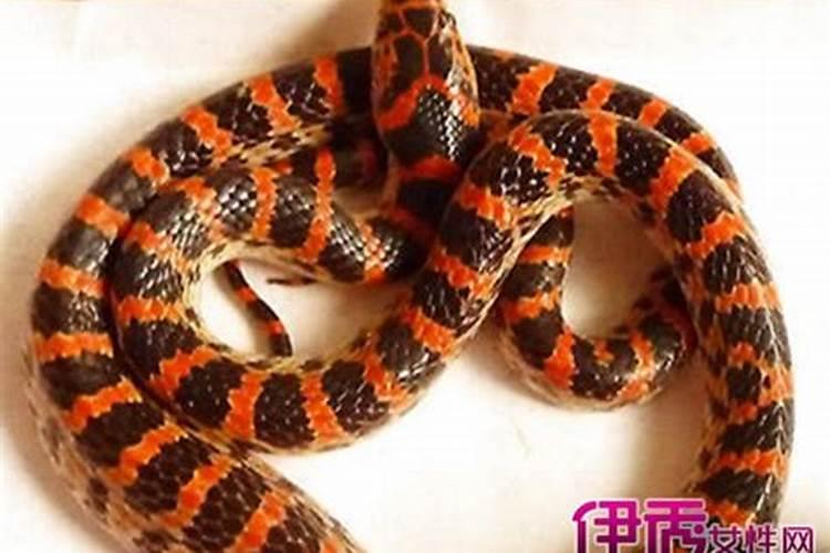 梦见孩子被蛇咬手是什么意思