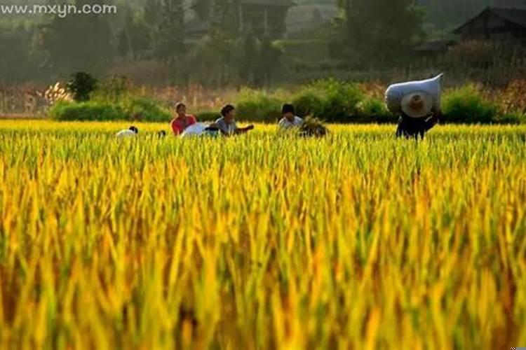 梦见割稻子是什么意思刀很快