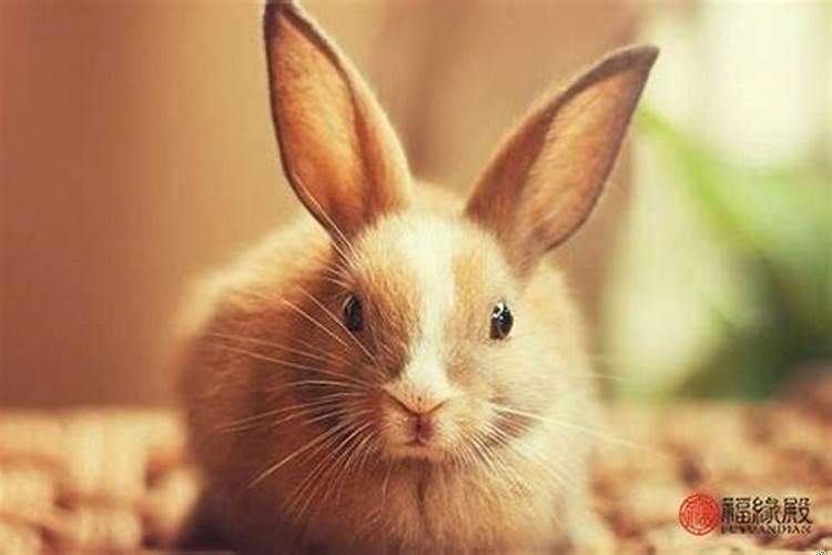 兔与兔子属相合不合