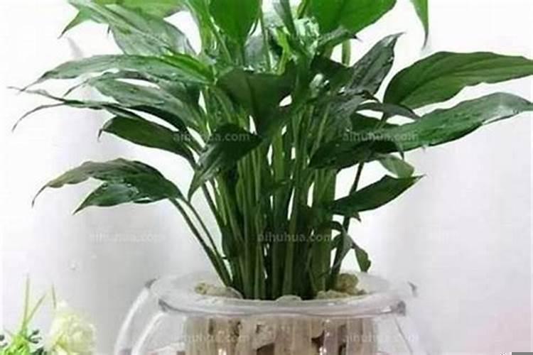 水养风水植物