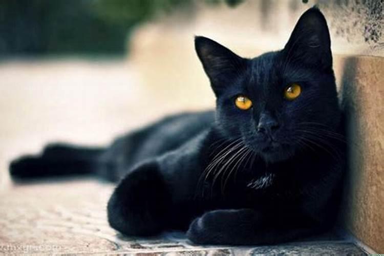 梦见黑猫咬我的手