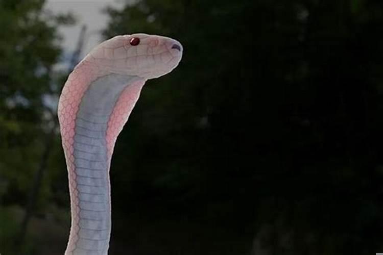 做梦梦到蛇和狗是什么意思