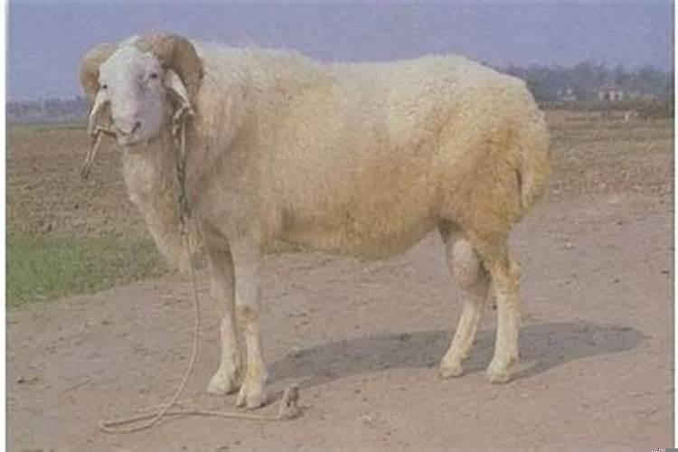 羊是一年一岁吗