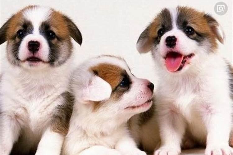 82年属狗的人婚配