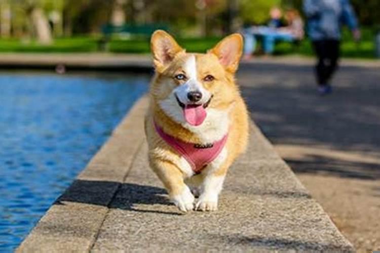 梦到被很多狗围着咬