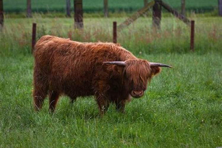 属牛的在兔年好不好