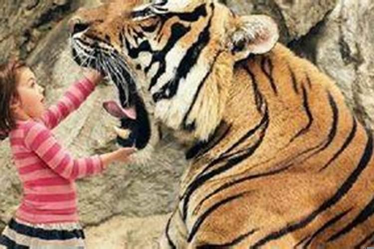 虎年梦见老虎进家