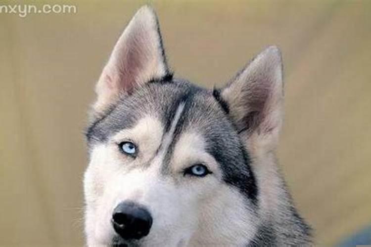 做梦梦到蛇和狗是什么意思