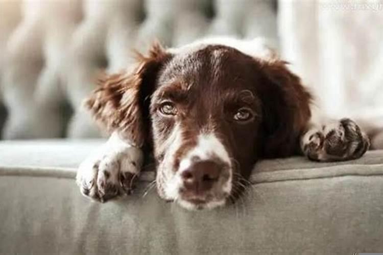 做梦梦到蛇和狗是什么意思