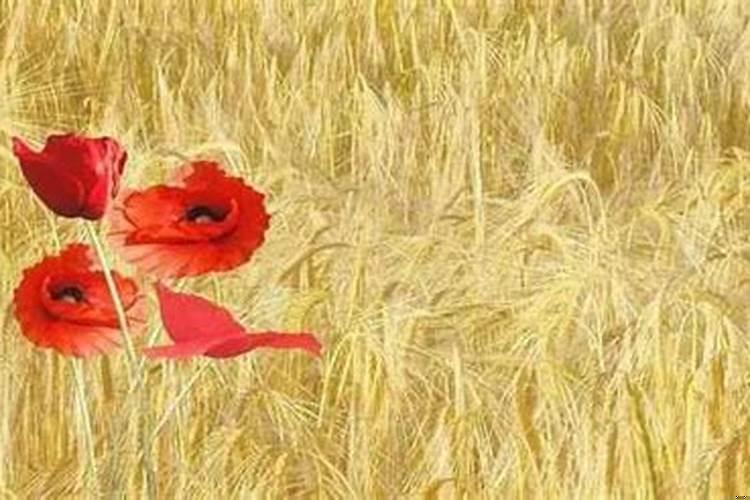 82年大海水和87年炉中火