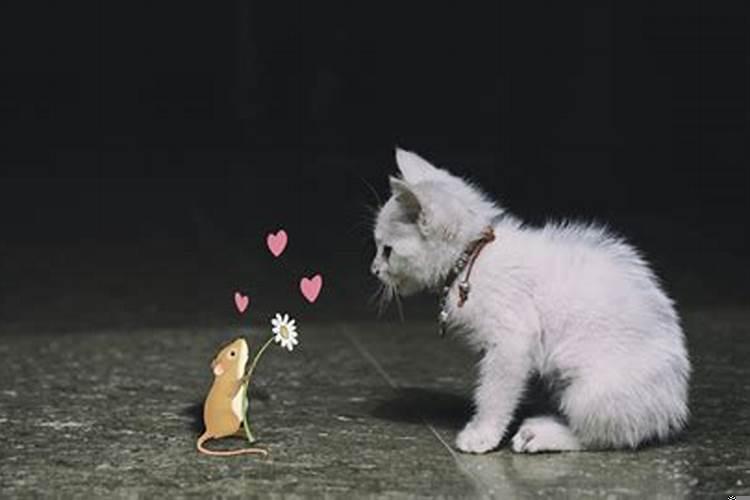 梦见很多老鼠和一只猫