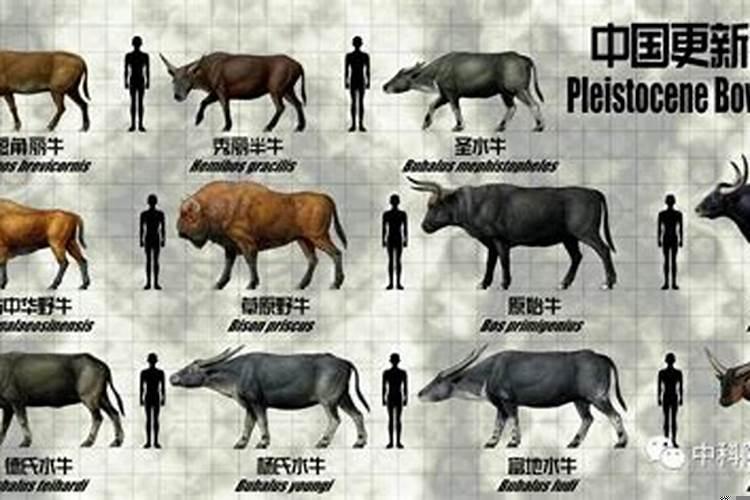 什么颜色的牛好卖