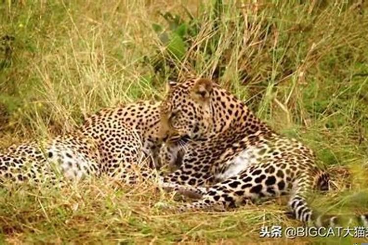 梦见被豹子追赶到处躲避