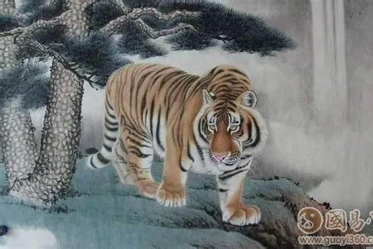 属虎的遇虎年好不好