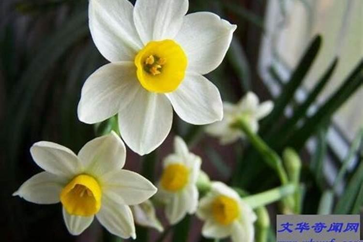 家中养什么花招财聚财