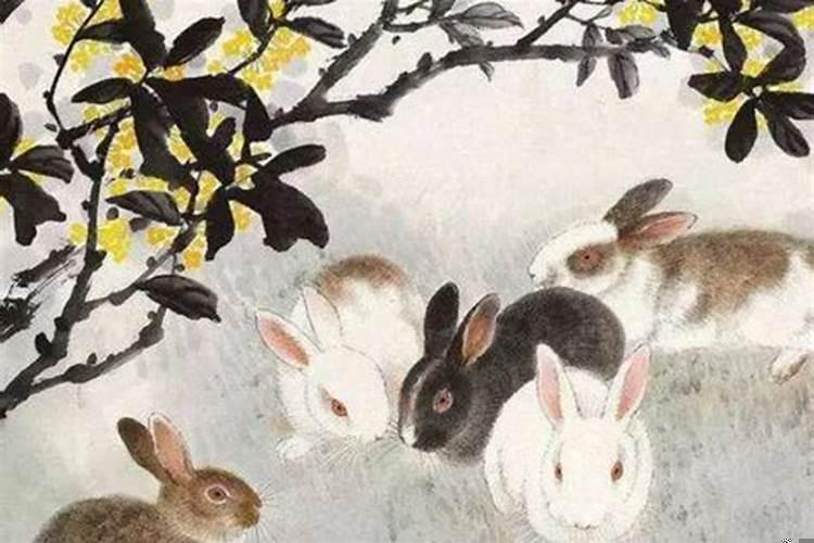 属兔今年桃花劫