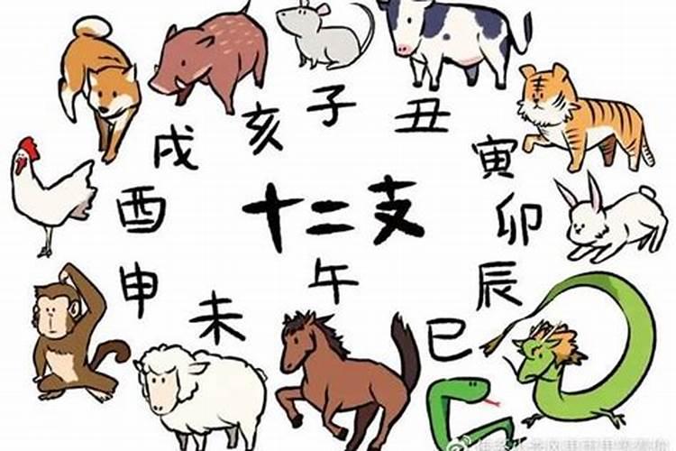 子在12生肖中指什么