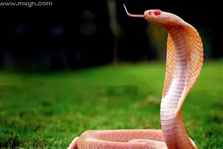 梦见有人放眼镜蛇咬我