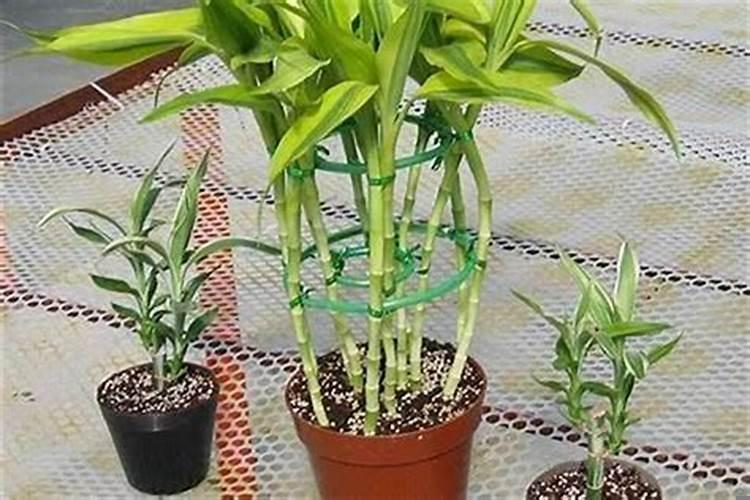 入户花园种竹子好不好