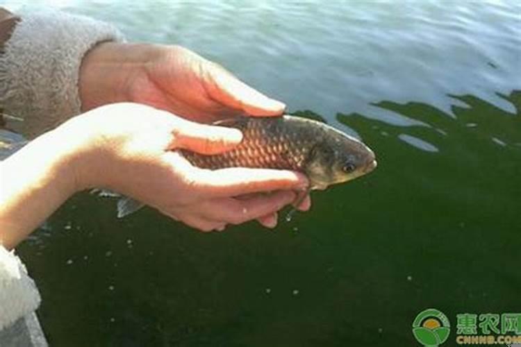 放生鲤鱼能改变财运