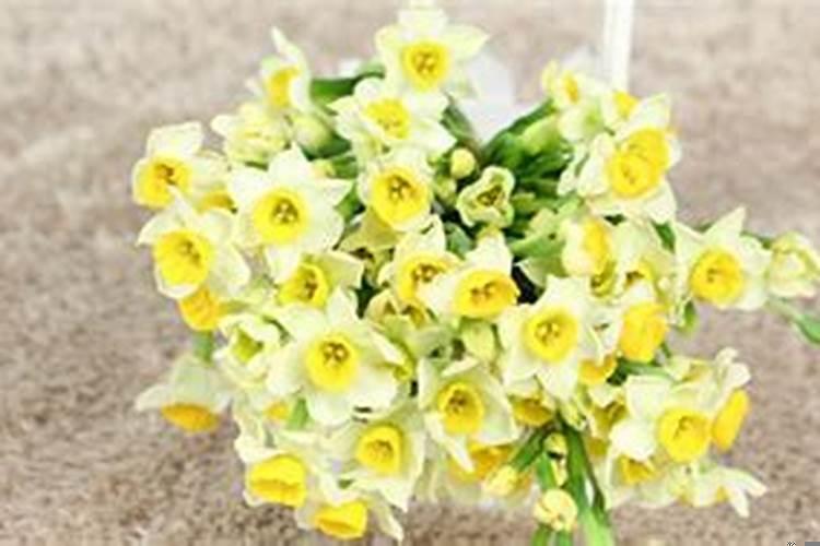 家中养什么花招财聚财