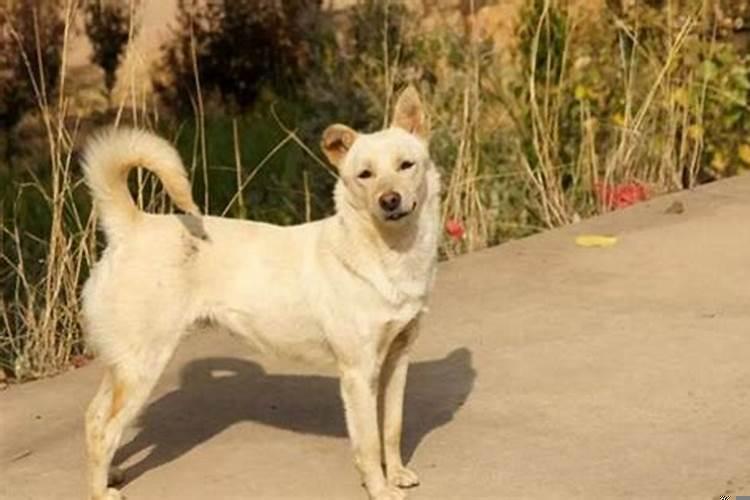 生肖狗在龙年的运势