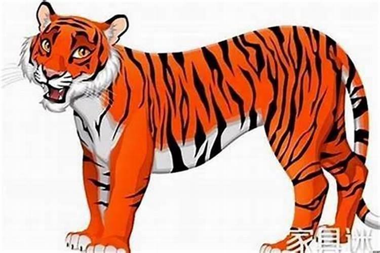 属虎的遇虎年好不好