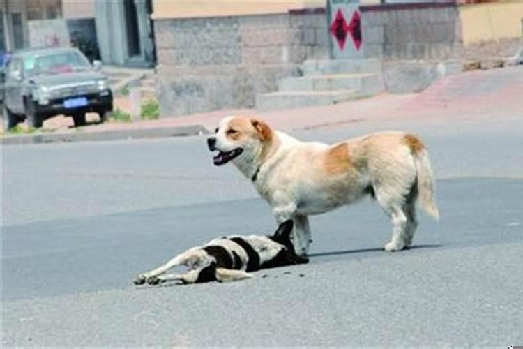 梦见狗被车撞了还活着