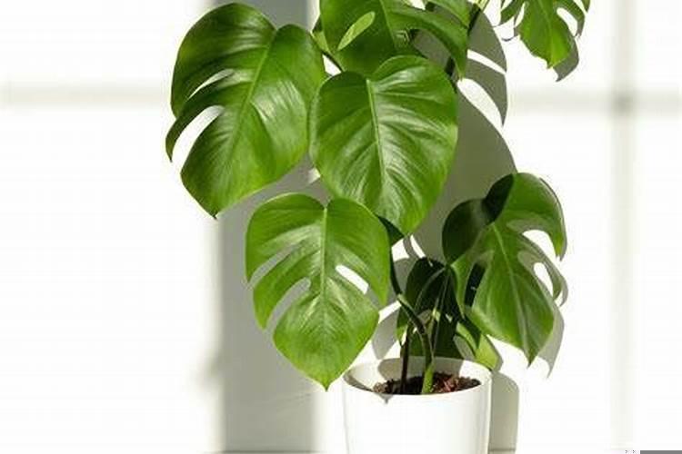 家里放什么东西招财转运