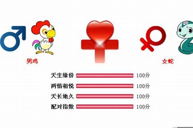 男属鸡，女属蛇相配吗?