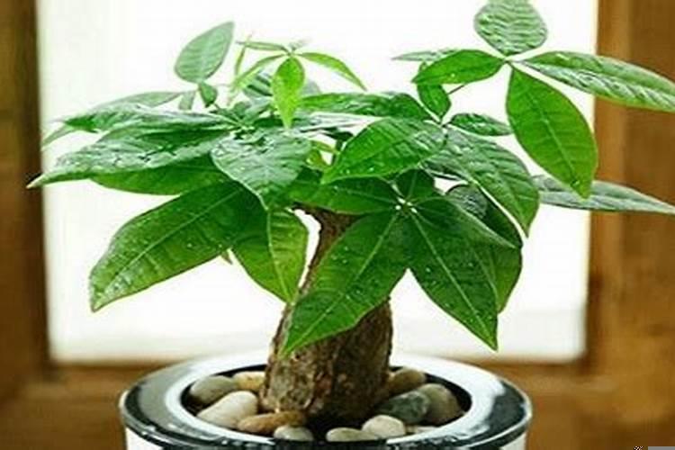 入户花园种竹子好不好