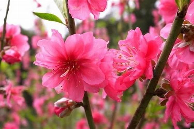 怎么样增加桃花运