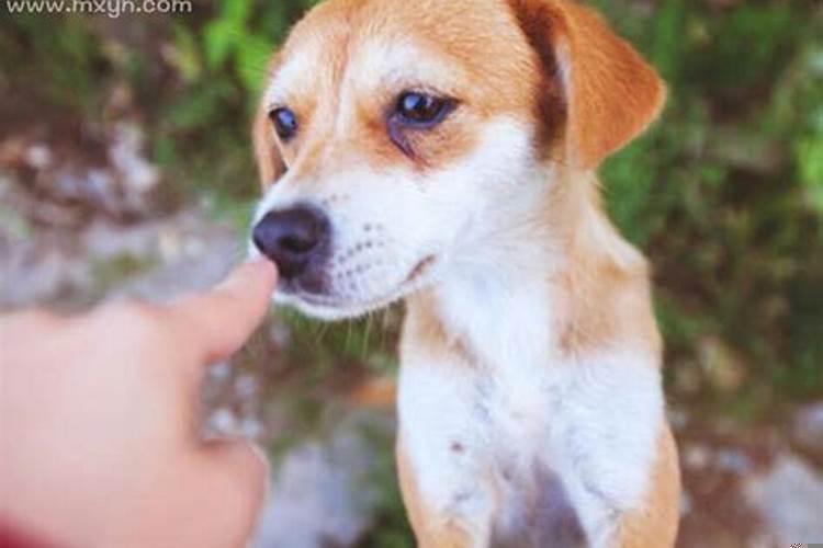 梦见受伤的狗对我亲近