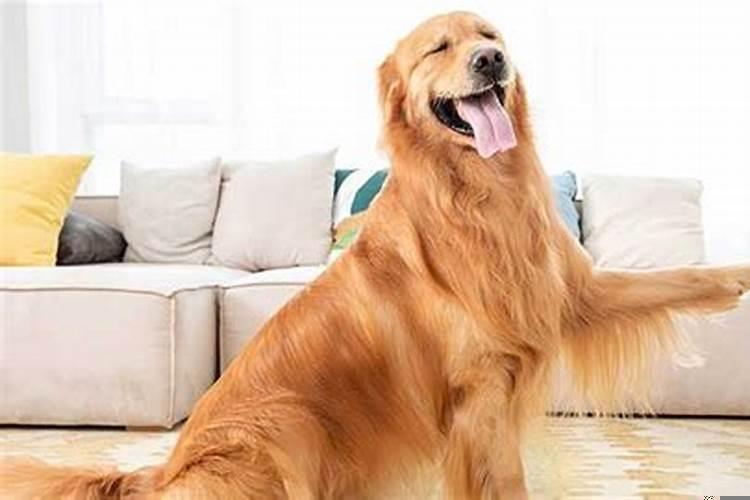 梦见有人放眼镜蛇咬我