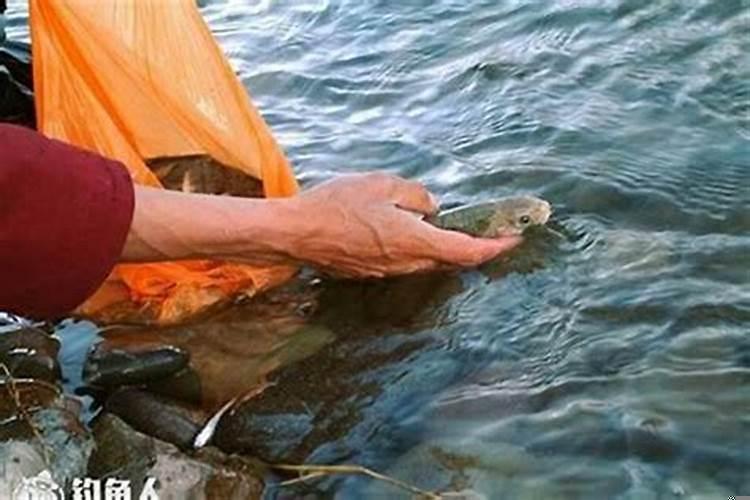 放生鲤鱼能改变财运