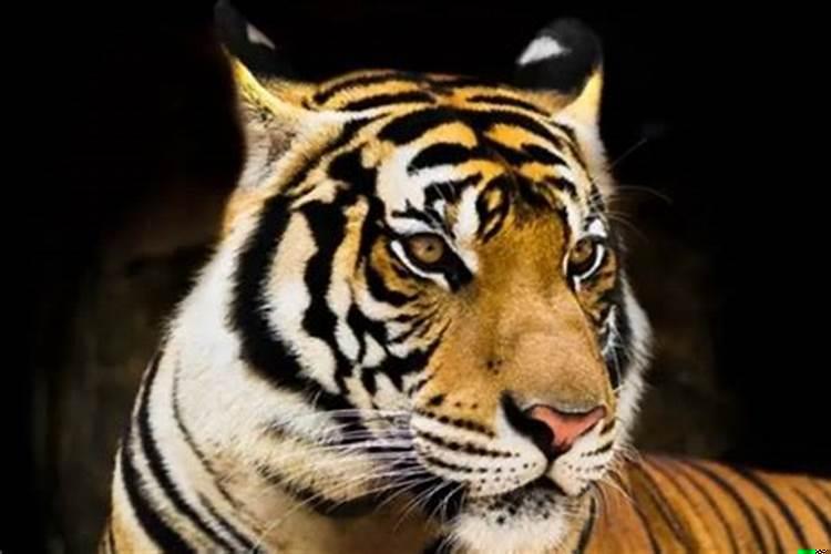 生肖属虎的命运好吗