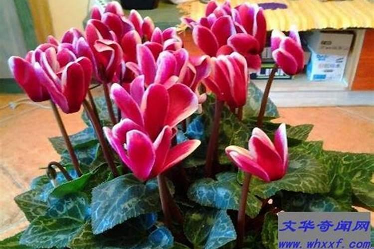 家中养什么花招财聚财