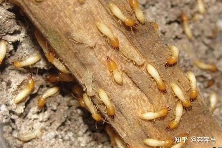 卧室在绝命位上如何化解