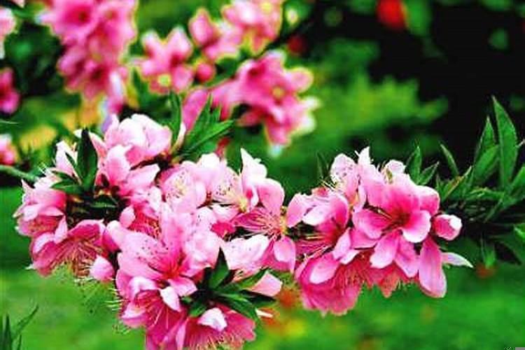 卧室催桃花催姻缘风水