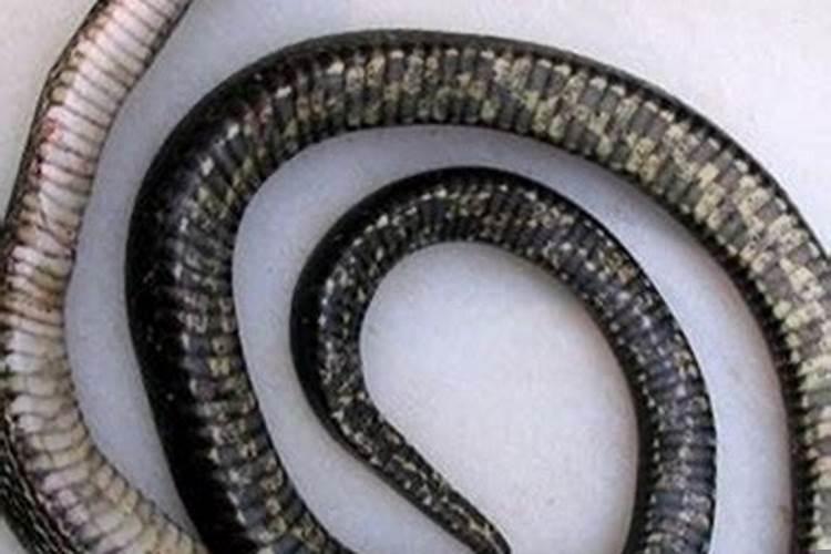 梦见蛇被打死是什么预兆解梦