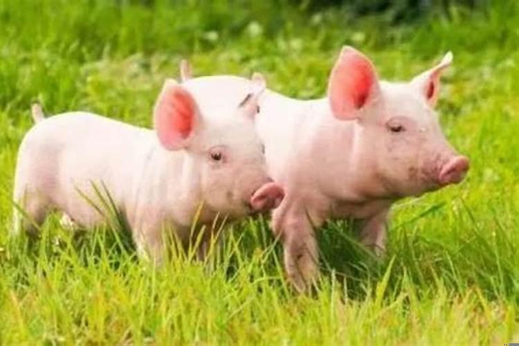 1971年属猪2021年怎么样