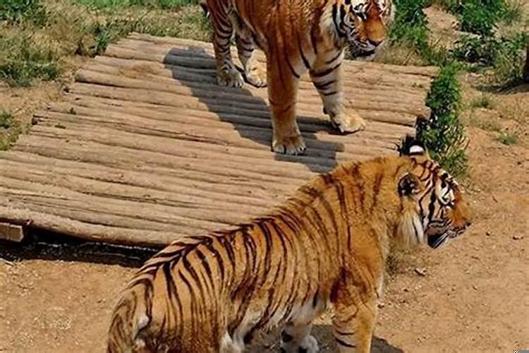 生肖属虎的命运好吗