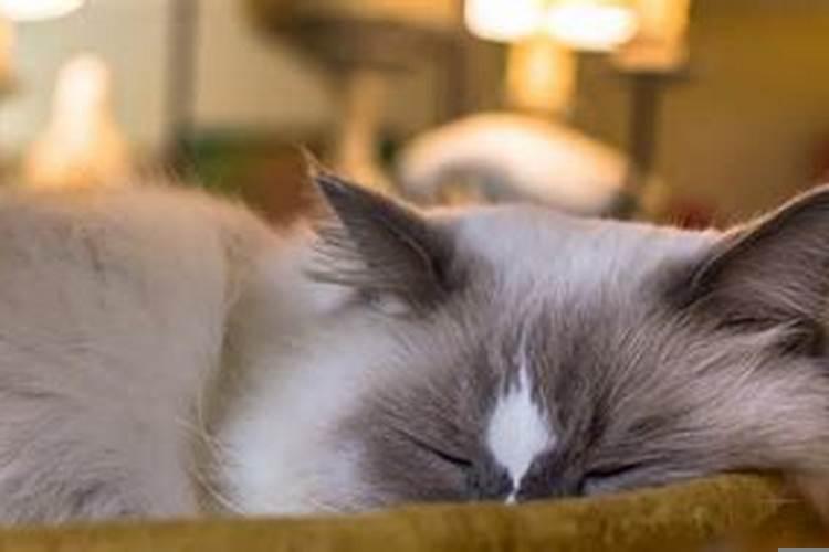 梦见狗被车撞了还活着