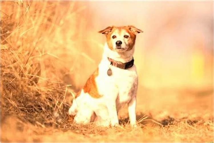 梦见黄牛拉车是什么意思