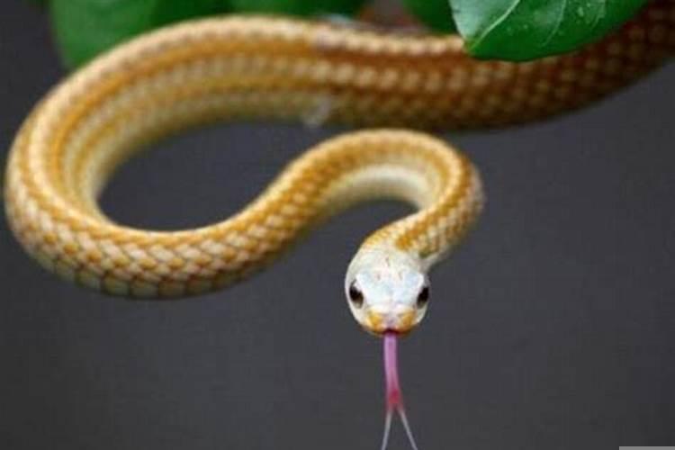 梦见蛇被打死是什么预兆解梦